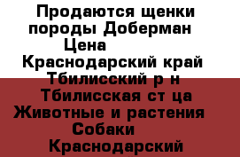 Продаются щенки породы Доберман › Цена ­ 8 000 - Краснодарский край, Тбилисский р-н, Тбилисская ст-ца Животные и растения » Собаки   . Краснодарский край